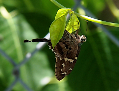 [This butterfly hangs upside-down from some green leaves. The wings are together showing the tan-white squares on the dark brown wings. The tail which appears thick on the prior photos seems more like a thin brown pipe-cleaner sticking out from the back end of the butterfly.]